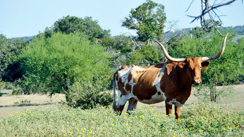 Lornhorn Cattle2